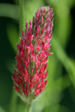 Wild Flower MacroJuly 17, 2007