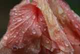 Water Drop MacroJuly 23, 2007