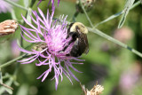 Bumble Bee