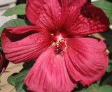 Red HibiscusAugust 1, 2007
