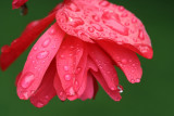 Water DropsAugust 10, 2007