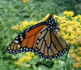 ButterflyAugust 16, 2007