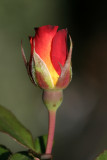 Rose BudAugust 27, 2007