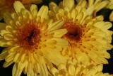 MumsOctober 1, 2007