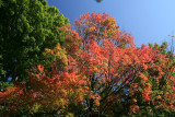 Maple TreeOctober 4, 2007