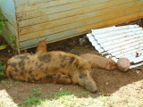 Pigs roam Vava'u freely