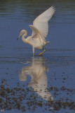 Immature Little Blue Heron, near Chattahoochee Nature Center