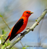 Scarlet Tanager
