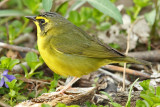 Kentucky Warbler