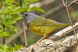 Mourning Warbler