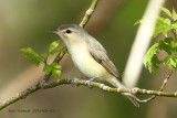 Warbling Vireo