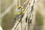 Blue-winged X Golden-winged Hybrid