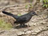 Gray Catbird.