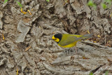Hooded Warbler