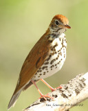 Wood Thrush