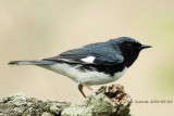 Black-throated Blue Warbler