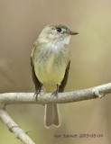 Least Flycatcher