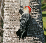Red-bellied Woodpecker