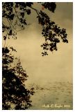 Morning Mist