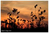 Sunset Fields