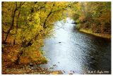 Autumn Yellows Along Tohickon Creek