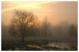Misty Sunrise