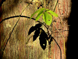 Leaf & Shadow