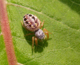 Pelegrina proterva (?) - female - view 1