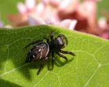 Phidippus borealis (?) - male