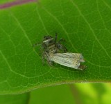 Jumping spider with moth - view 3