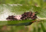 Limenitis arthemis - White Admiral - caterpillar