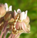 unidentified caterpillar on Milkweed flower