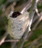 molted furry caterpillar?