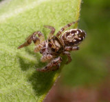 Eris militaris (?) Bronze jumper -- female -- view 1