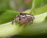 Eris militaris (?) Bronze jumper -- female -- view 2