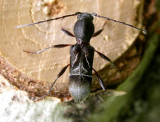 Cyrtophorus verrucosus - view 2