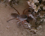 Tutelina similis - view 3