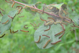 buckthorn cats - view 1