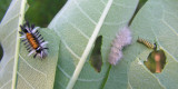 Euchaetes egle - Cycnia tenera - Danaus plexippus caterpillars