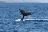 Humpback Whale