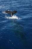 Humpback Whale above and below water