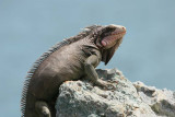 Iguana on St. Thomas.