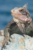 Iguana on St. Thomas.