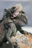 Iguana on St. Thomas.