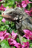 Iguana on St. Thomas.