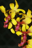 Orchid World on Barbados