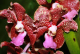 Orchid World on Barbados