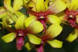 Orchid World on Barbados