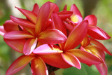 Plumeria on Barbados