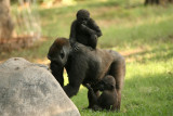 Gorillas